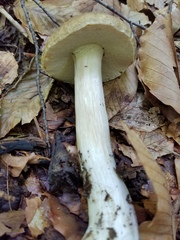 Boletus nobilis