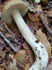 Boletus nobilis