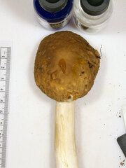 Boletus nobilis