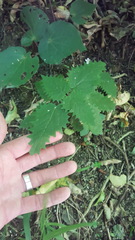 Urtica ferox