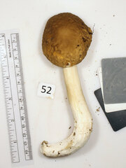 Boletus nobilis