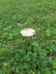Oudemansiella limonispora