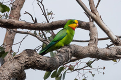 Polytelis swainsonii