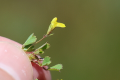 Medicago laciniata