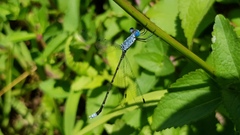 Lestes praemorsus decipiens