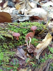 Callistosporium purpureomarginatum