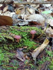 Callistosporium purpureomarginatum