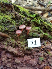 Callistosporium purpureomarginatum