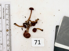 Callistosporium purpureomarginatum