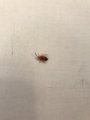 Probergrothius sanguinolens