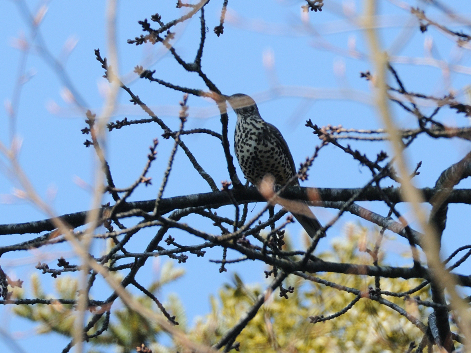 Mistle Thrush
