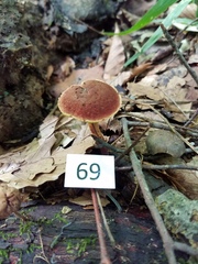 Boletellus chrysenteroides