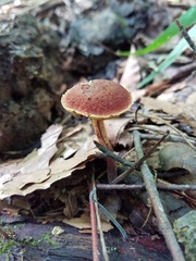 Boletellus chrysenteroides