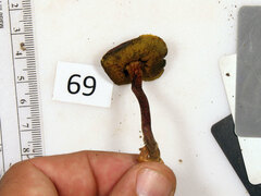 Boletellus chrysenteroides
