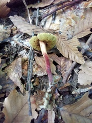 Boletellus chrysenteroides