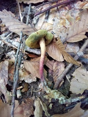 Boletellus chrysenteroides