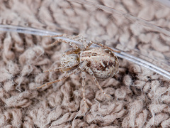 Rhysodromus fallax