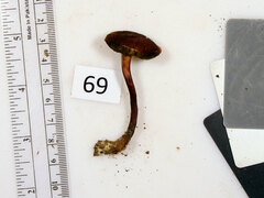 Boletellus chrysenteroides