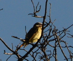 Myiodynastes luteiventris