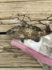 Mycteroperca microlepis