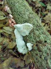 Skeletocutis semipileata