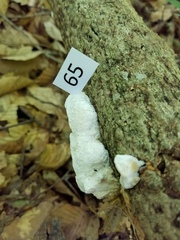 Skeletocutis semipileata