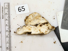 Skeletocutis semipileata