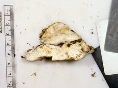 Skeletocutis semipileata