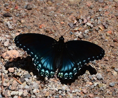 Limenitis arthemis arizonensis