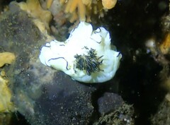 Doriprismatica atromarginata