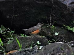 Turdus hortulorum