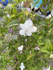 Brunfelsia uniflora