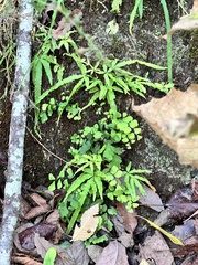 Pteris multifida