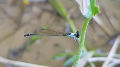 Agriocnemis femina oryzae