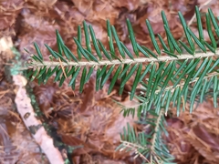 Abies alba