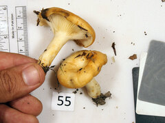 Lactarius yazooensis