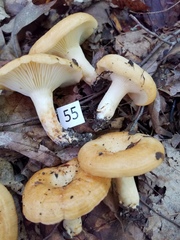 Lactarius yazooensis