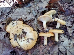 Lactarius yazooensis