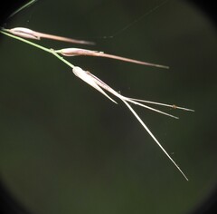 Aristida calycina