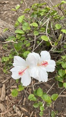 Hibiscus arnottianus