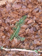 Abies alba