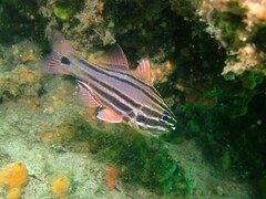 Ostorhinchus limenus