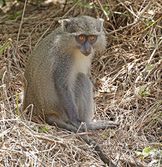 Cercopithecus mitis erythrarchus