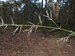 Aristida calycina