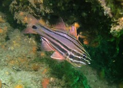 Ostorhinchus limenus