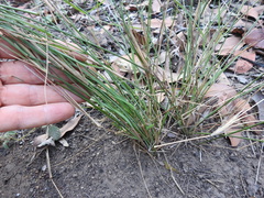 Aristida calycina