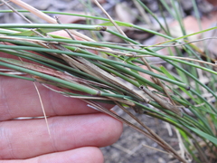 Aristida calycina