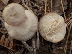 Pseudoomphalina compressipes