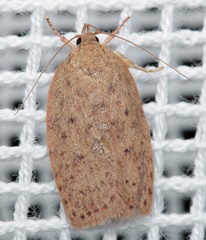 Garrha repandula