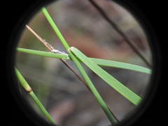 Aristida calycina